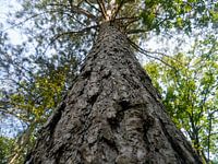 The tree knows everything.
