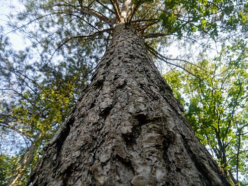 The tree knows everything.