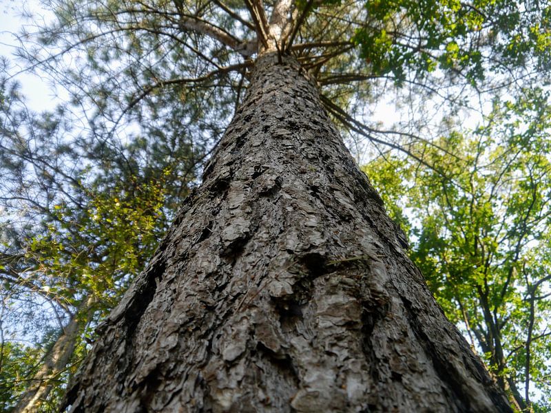 The tree knows everything. van Isis van Noort