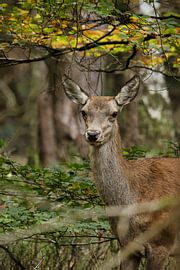 Jeune biche aux couleurs de l'automne