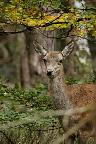 Jonge hinde tussen herfstkleuren