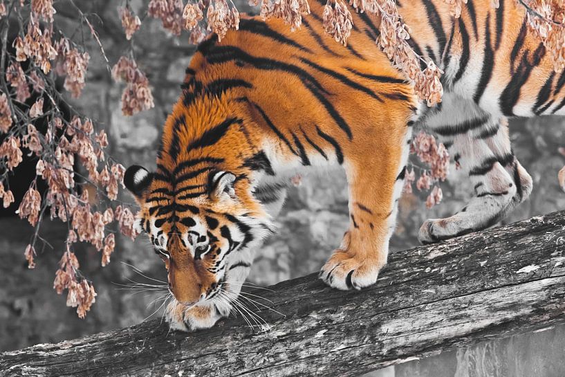 tiger on a fallen tree against the backdrop of autumn wilted plants and rocks, the tiger is about to by Michael Semenov