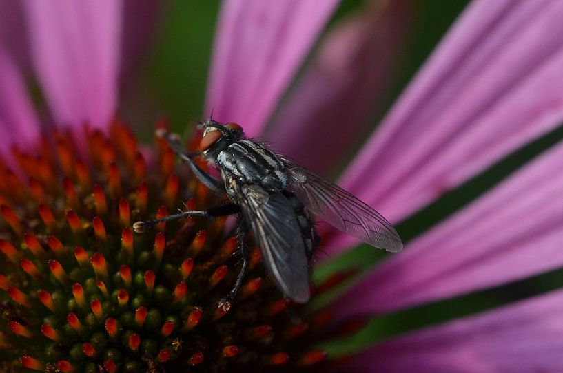 Close in kleur by Hannie de Graaff