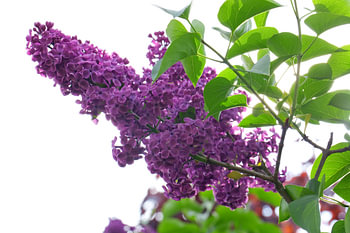 Branch of purple syringa
