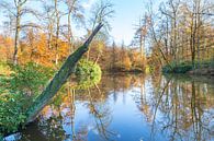 Landschaft von Wald in Holland mit Teich in Herbstsaison von Ben Schonewille Miniaturansicht