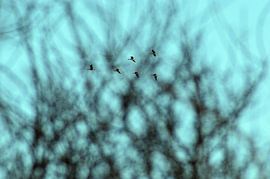 Les oies dans le collimateur