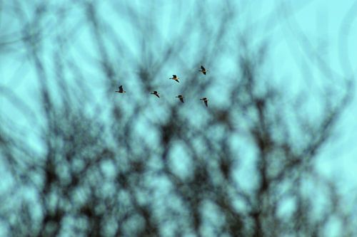 Les oies dans le collimateur