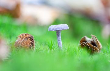 Een klein paddenstoel in het bos