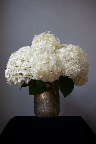 Hydrangea