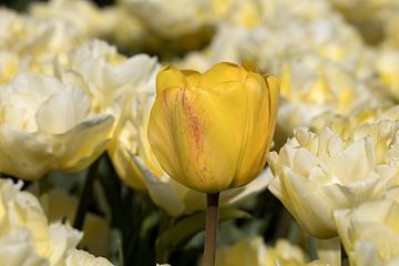 een closeup van een gele tulp in een tulpenveld van W J Kok