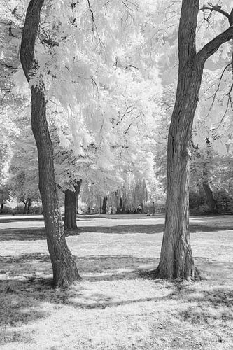 Bomen in het Valkhofpark Nijmegen