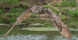 Hibou grand-duc européen sur Stephan Scheffer