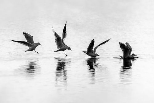 Kun jij het volgen zwart wit fine art