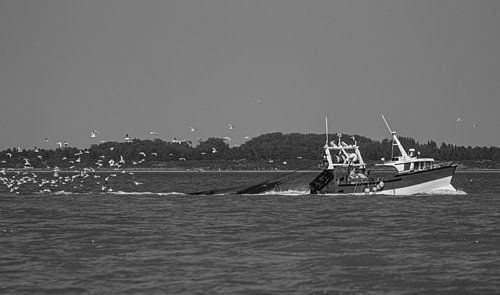 Back from fishing in the Bay of the Somme