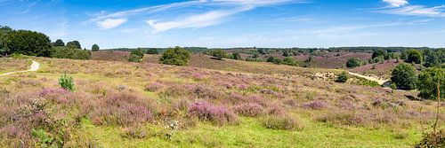 lila Heidekraut auf der Posbank