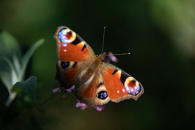 Pfauenauge Schmetterling auf einem Schmetterlingsbusch von KB Design & Photography (Karen Brouwer)
