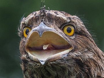 Owl Nightjar by Loek Lobel