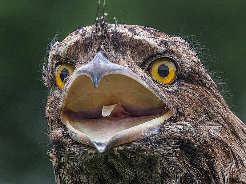 Owl Nightjar by Loek Lobel