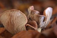 Herfstsfeer 02 van Cees van Gastel thumbnail