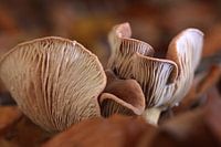 Herfstsfeer 02