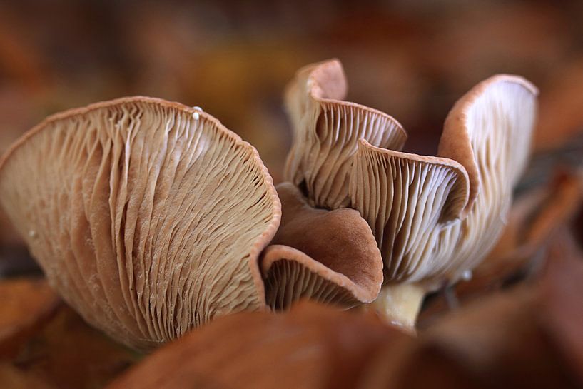 Herfstsfeer 02 van Cees van Gastel