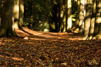 Herfst