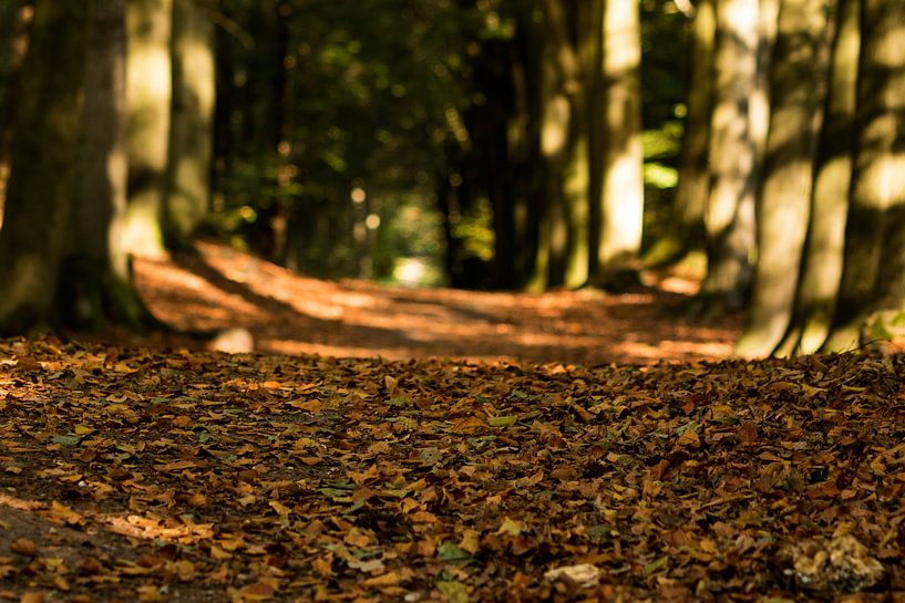 Autumn by sophiimage