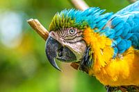 Parrot