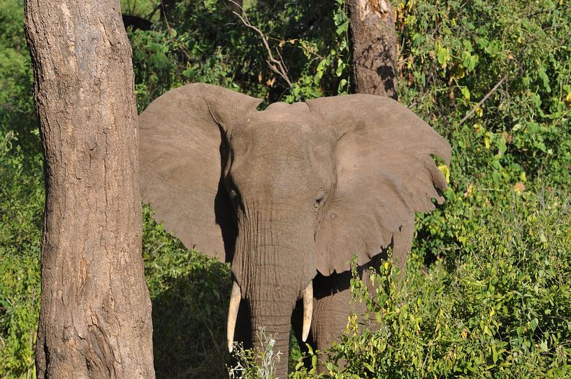 Image of an elephant. by Alexandre Tziripouloff