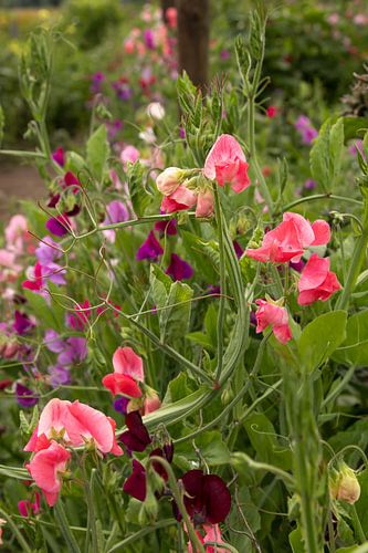 Lathyrus odoratus