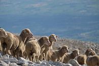 Schapen op de Mont Ventoux von Myrte Wilms Miniaturansicht