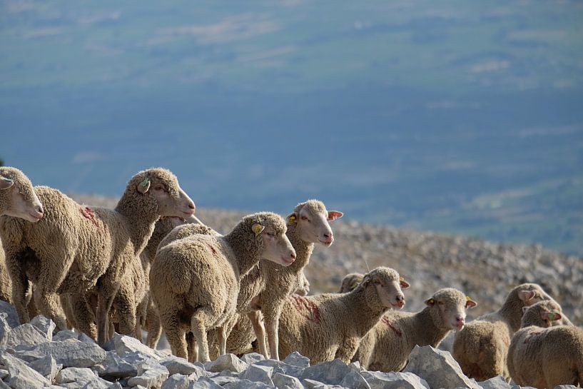 Schapen op de Mont Ventoux van Myrte Wilms