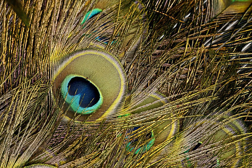 peacock feathers...