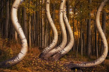 The dancing aspens III by Martin Podt