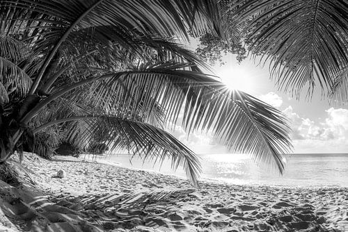 Strand met palmbomen in Barbados. Zwart-wit beeld.