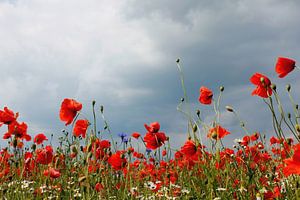 poppy sur Ostsee Bilder