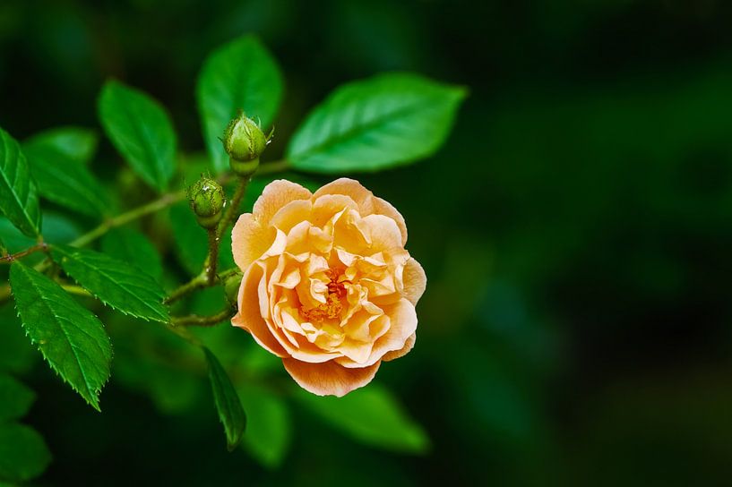 Fleur d'un rosier grimpant par ManfredFotos