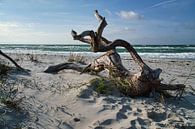 Tree root on the beach of the Baltic Sea coast in front of the sea by Martin Köbsch thumbnail