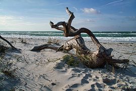 Baumwurzel am Strand der Ostseeküste vor dem Meer