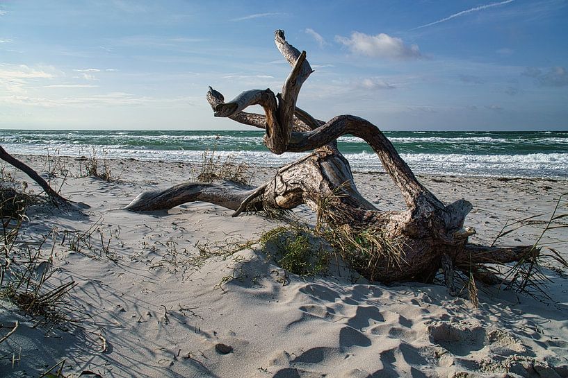 Tree root on the beach of the Baltic Sea coast in front of the sea by Martin Köbsch