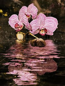  l'eau d'orchidée 