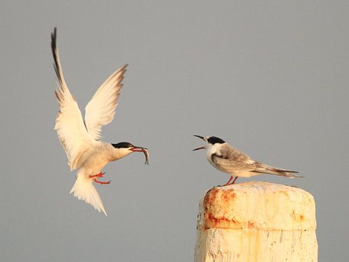 Visdief voert visje aan een jong