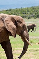 Elephanttrail...