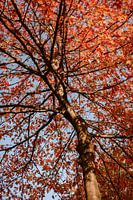 Autumn in colour