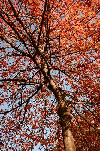 L'automne en couleurs sur Iris Beukelman