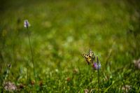 Schwalbenschwanzkönigin in voller Blüte