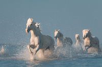 Engel der Camargue