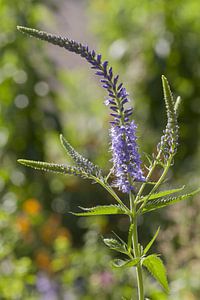 Lange Ehrenauszeichnung, Veronica longifolia