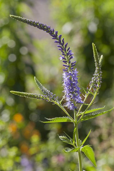 Longue distinction honorifique, Veronica longifolia par Martin Stevens