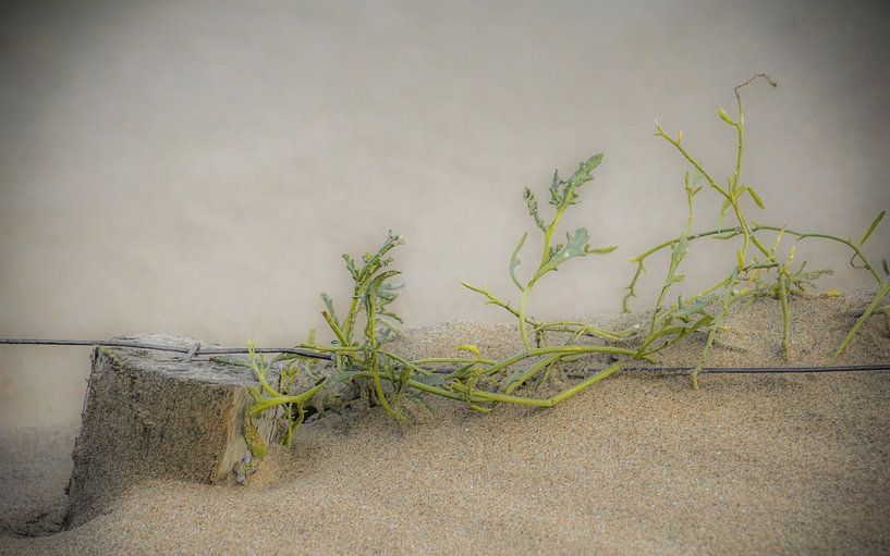 Strandleven van Dirk van Egmond